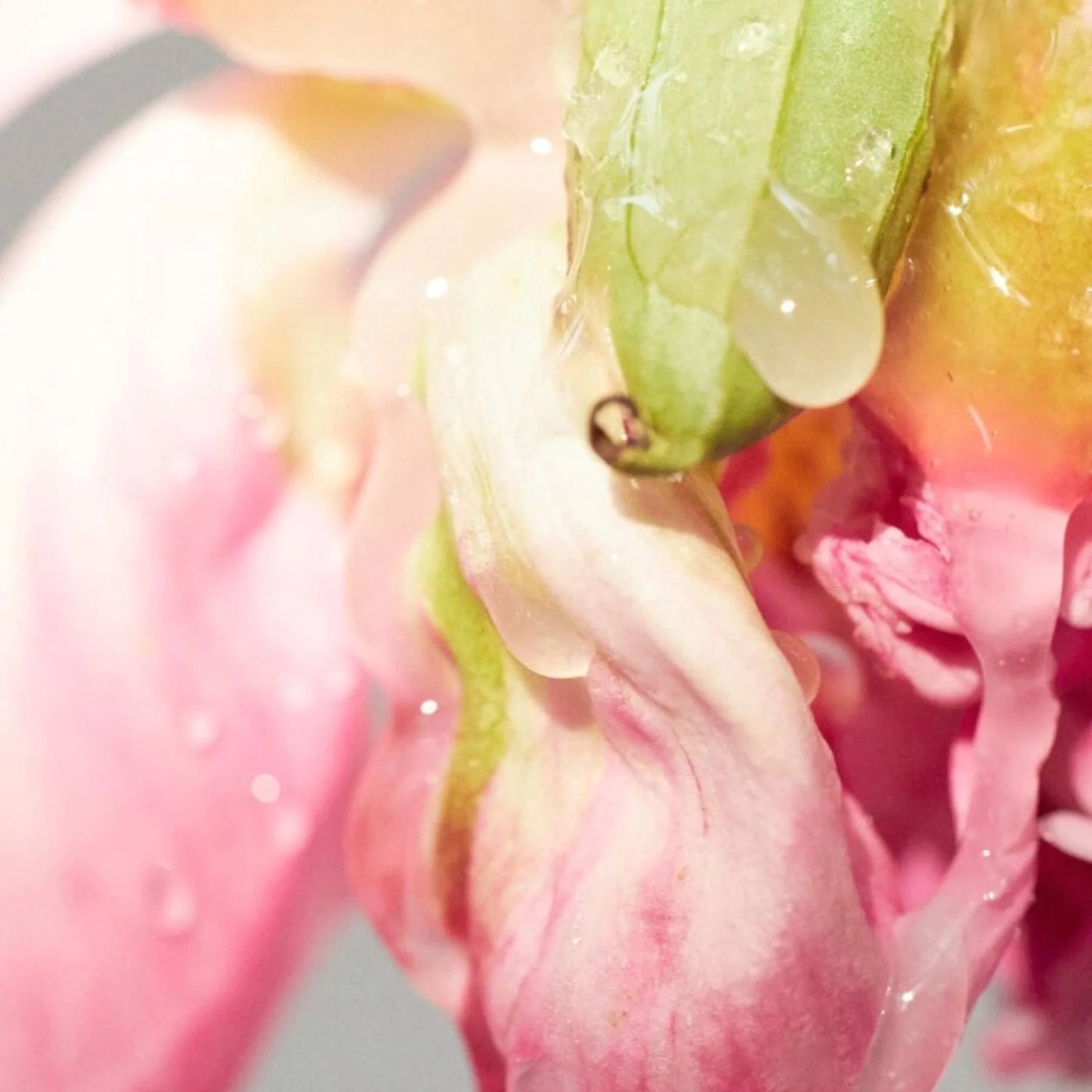 Painting it Sweet Emil Élise Eau de Parfum Sample - Image 5