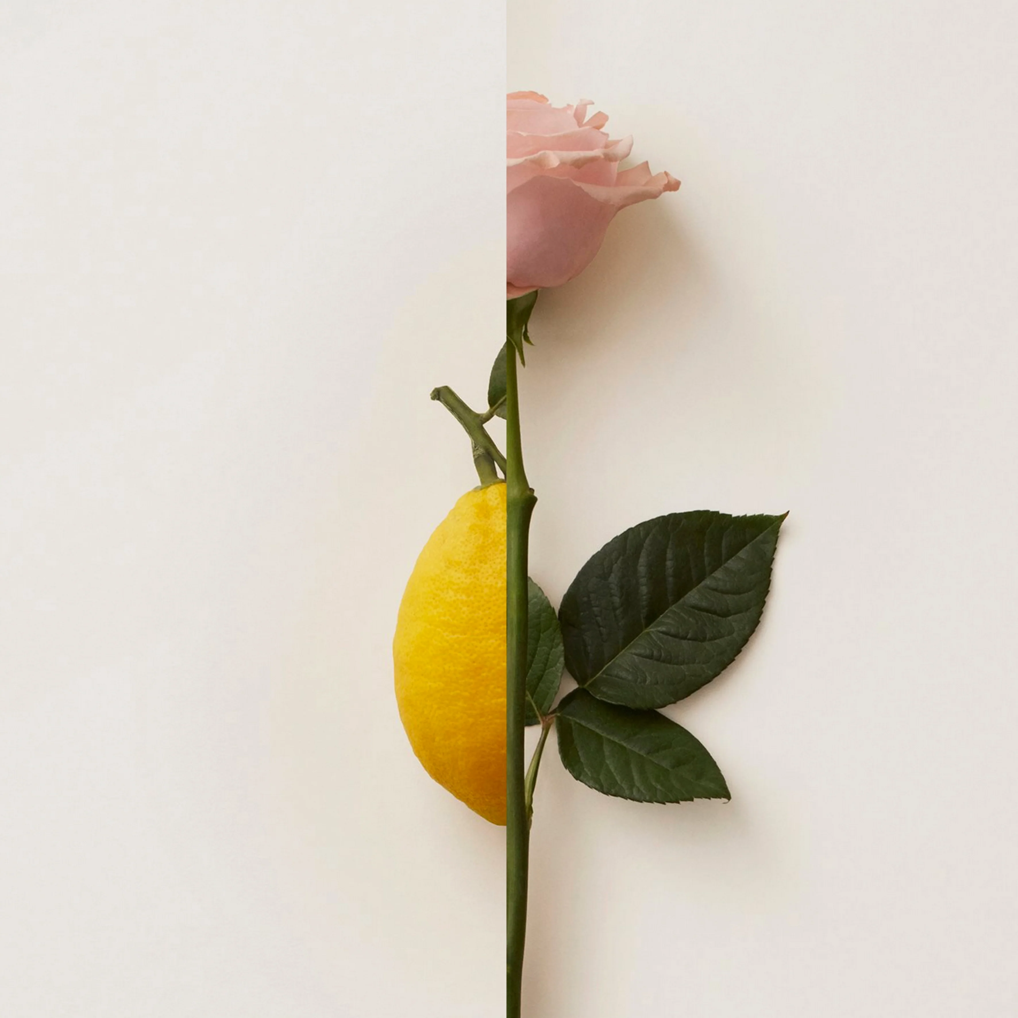 Rosa Limone New Notes Extrait De Parfum 50ml - Image 5